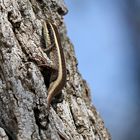 African striped mabuya, Trachylepis striata