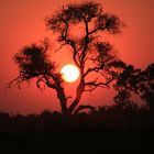 African Sun