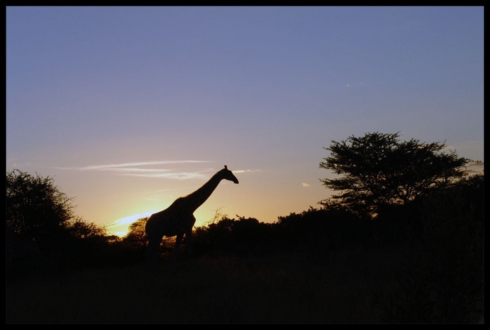 African Sundown