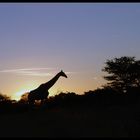 African Sundown