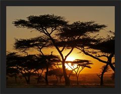 African Sundown