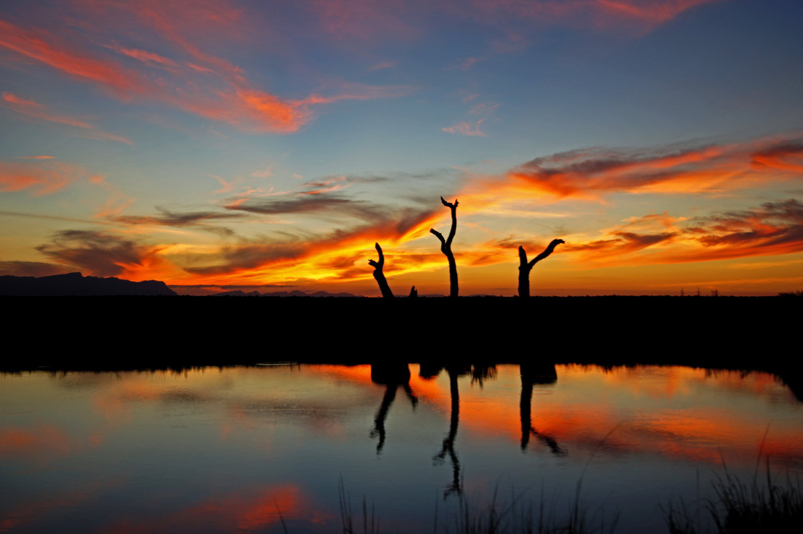 African Sundowner