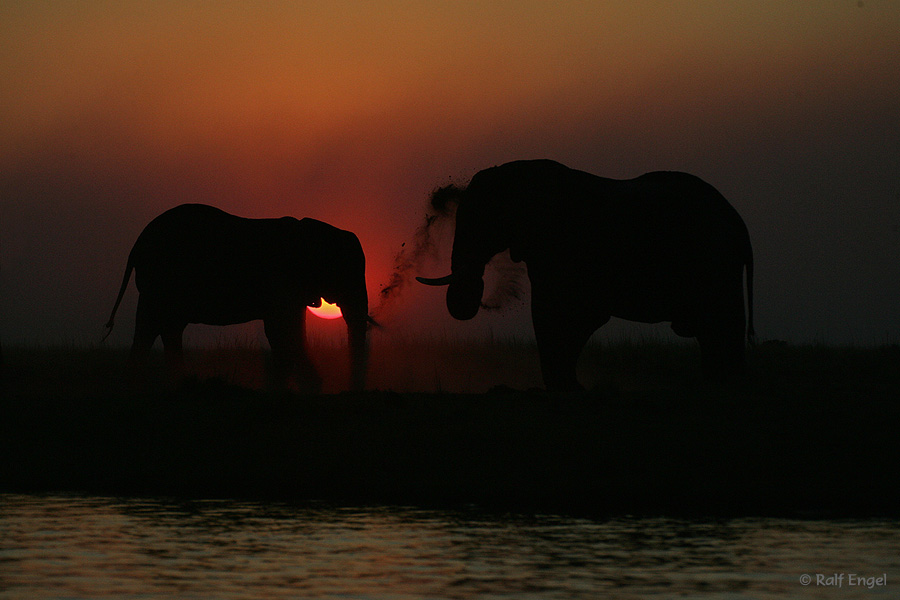 African Sundowner 2005