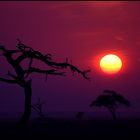 African Sunrise