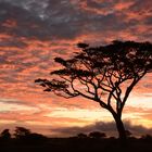 African Sunrise