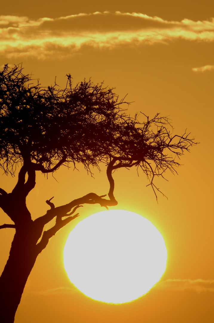 African Sunset