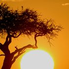 African Sunset