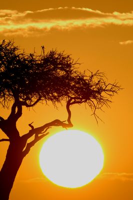 African Sunset