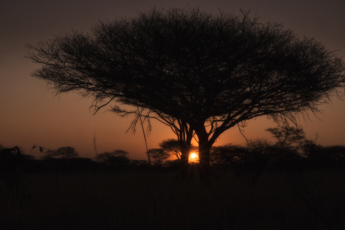 African Sunset