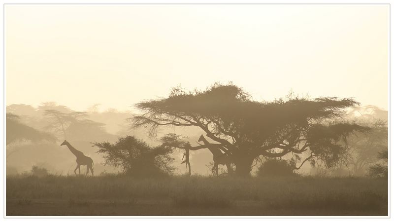 African Sunset