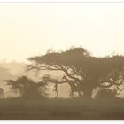 African Sunset