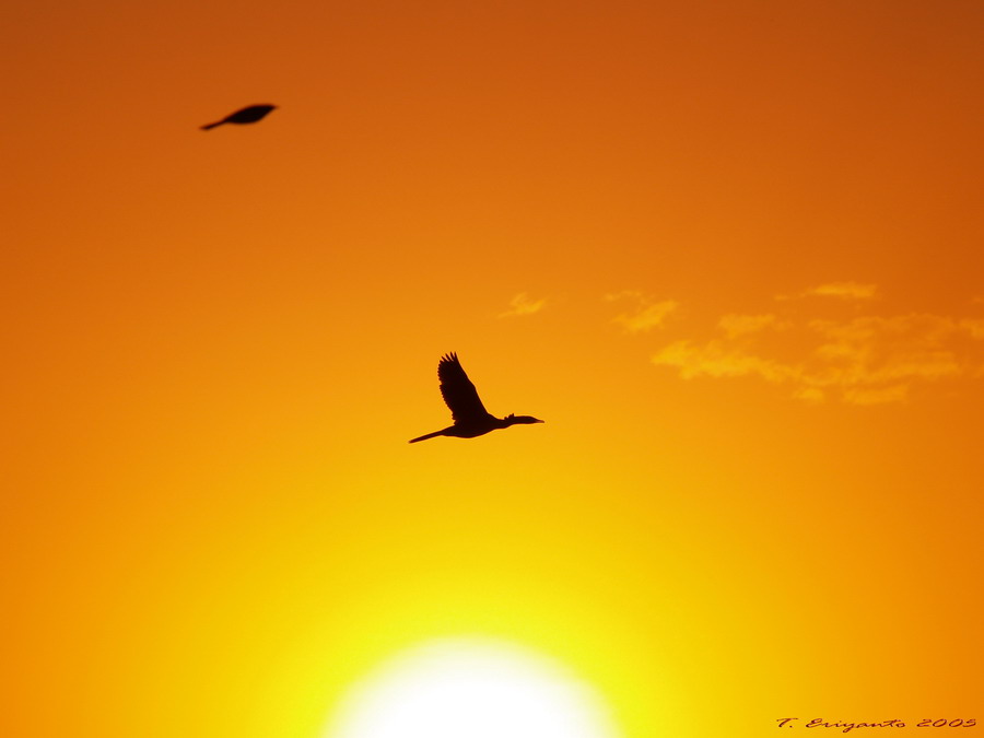 African Sunset