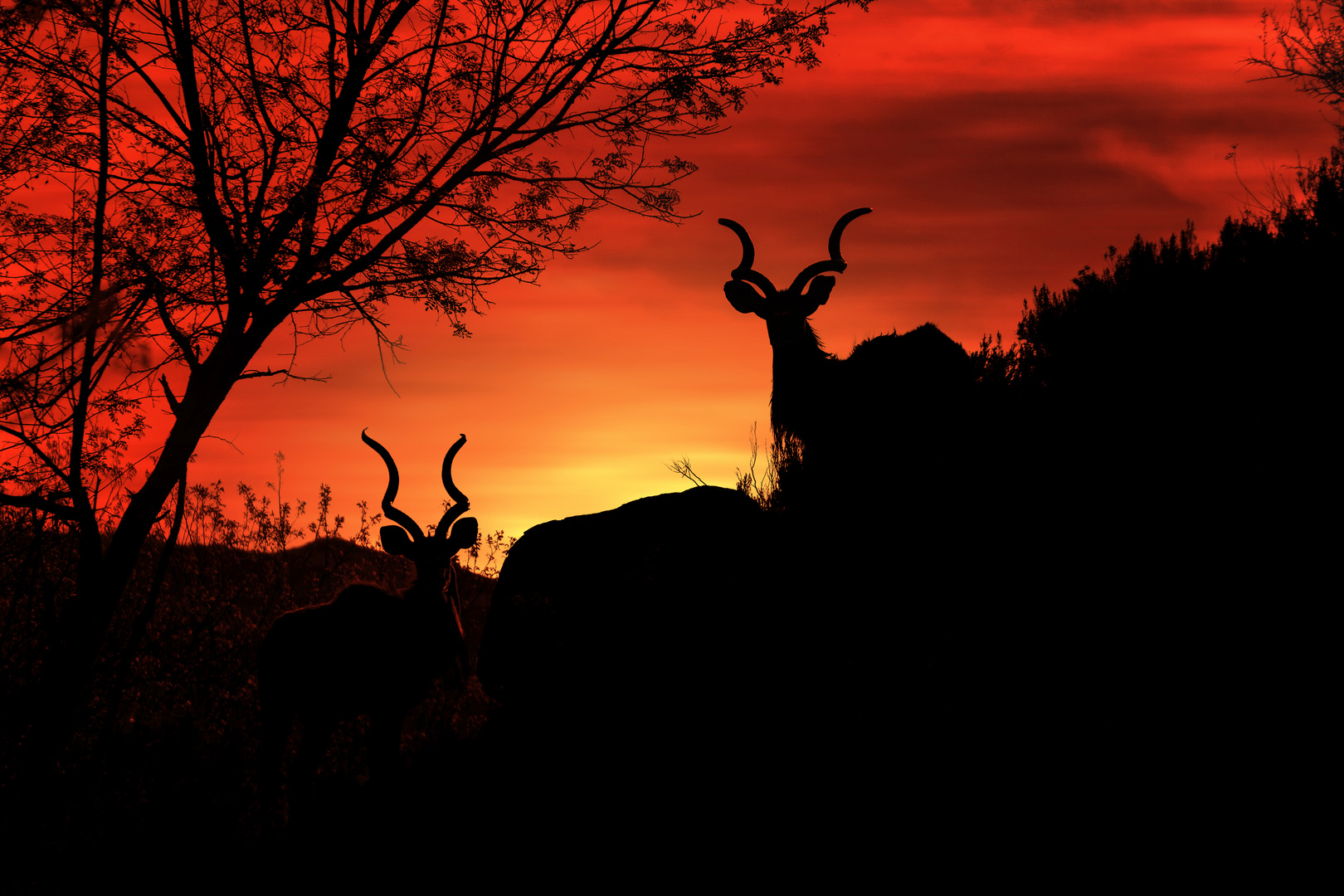 African Sunset