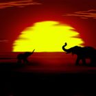 African Sunset