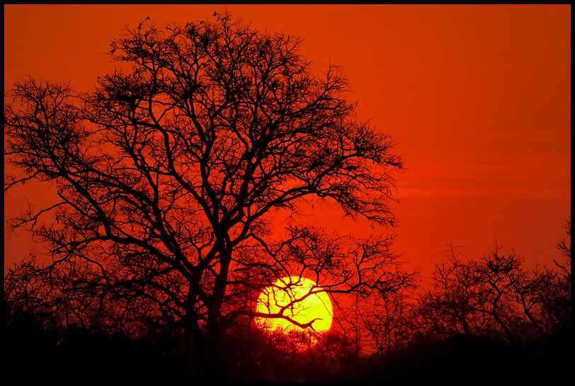 African Sunset