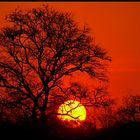 African Sunset