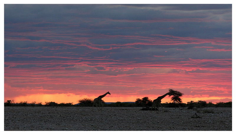 African Sunset with Giraffes
