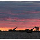 African Sunset with Giraffes