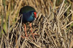 African Swamphen