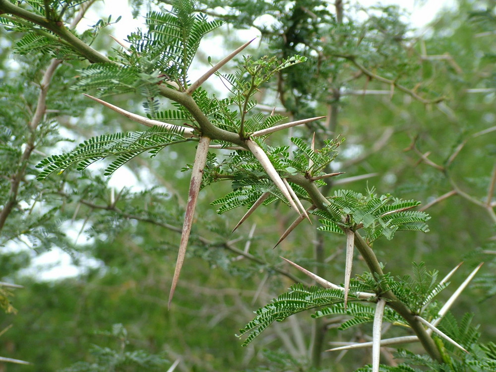 african thorn tree