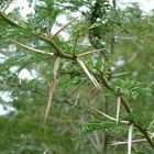 african thorn tree