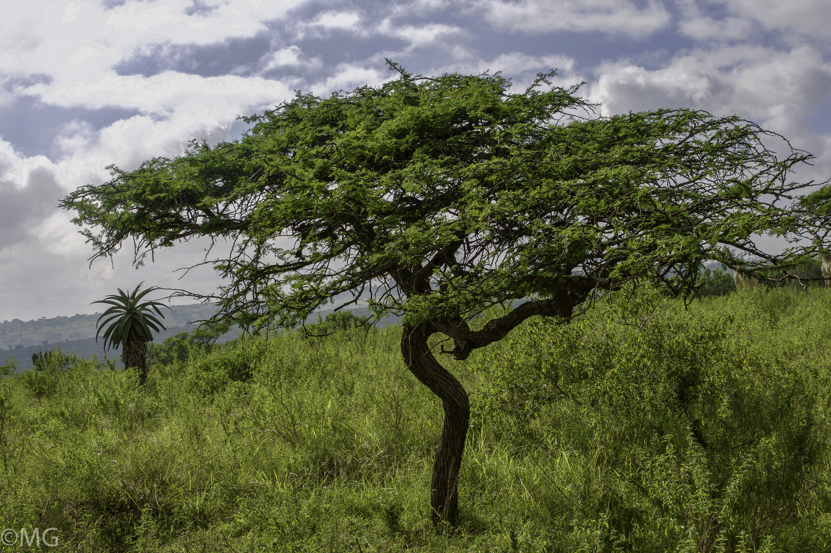 African Tree