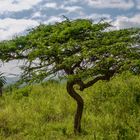 African Tree