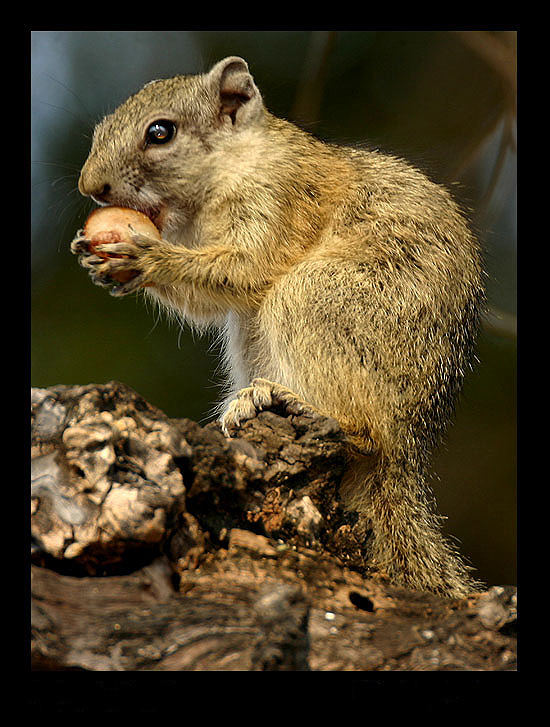 African Tree Squirrel