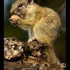 African Tree Squirrel