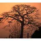 African Tree with Maria, Cote d'Ivoire