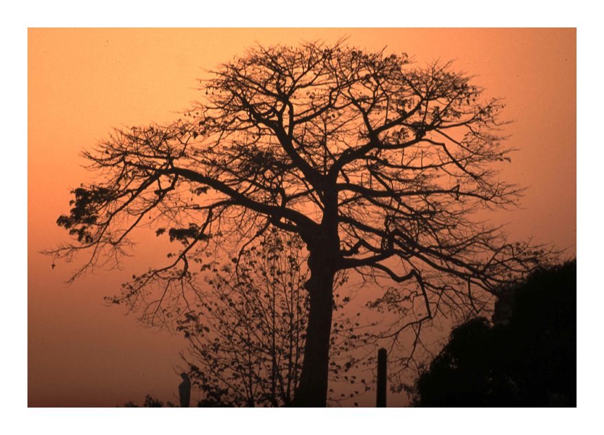 African Tree with Maria, Cote d'Ivoire