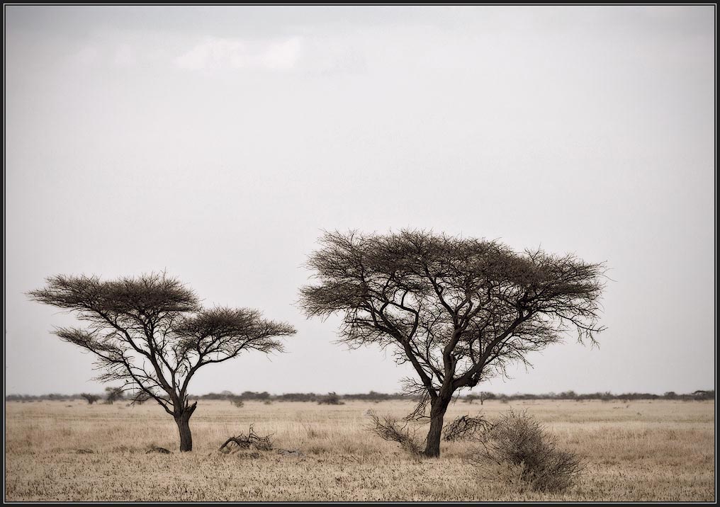 AFRICAN TREES