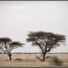 AFRICAN TREES
