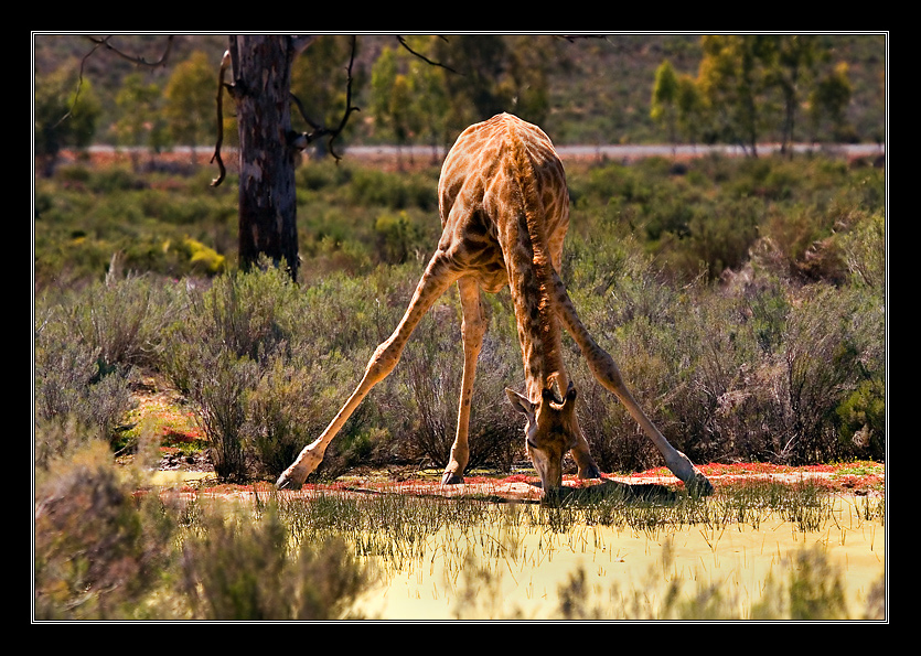 African tripod (or penta-pod?:-))