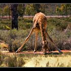 African tripod (or penta-pod?:-))