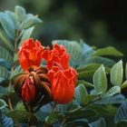 African Tulip Tree