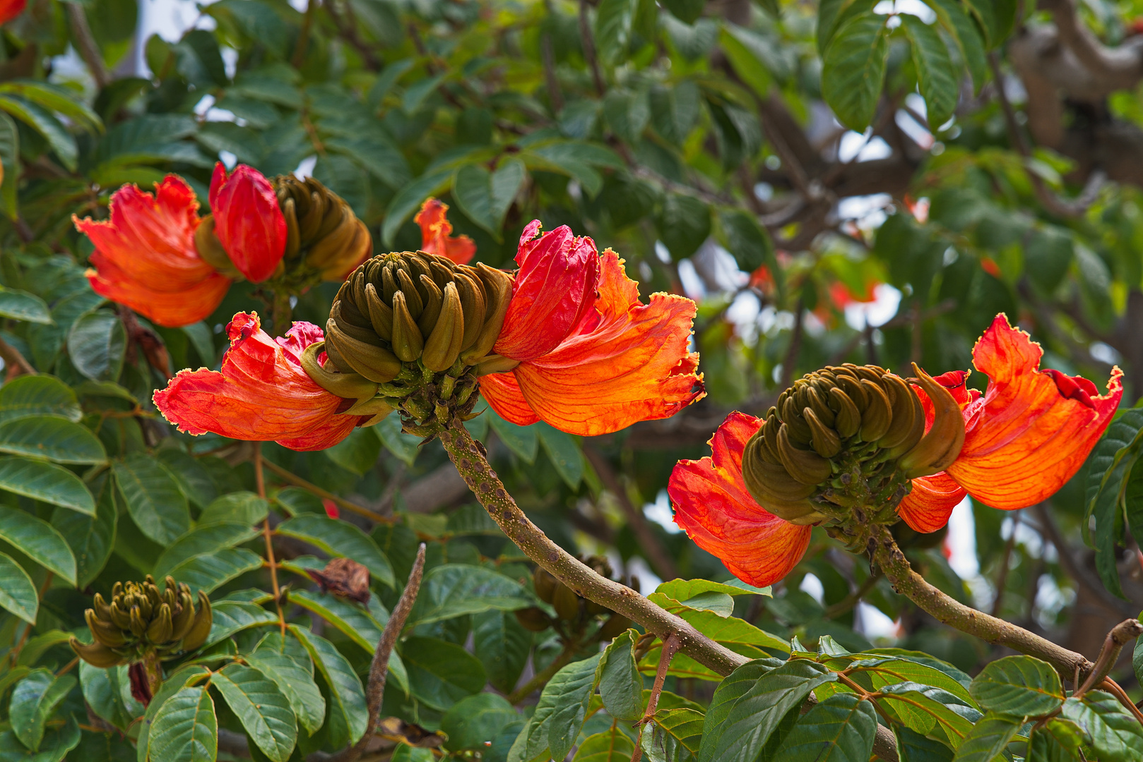 African Tulip Tree Blüte