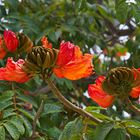 African Tulip Tree Blüte