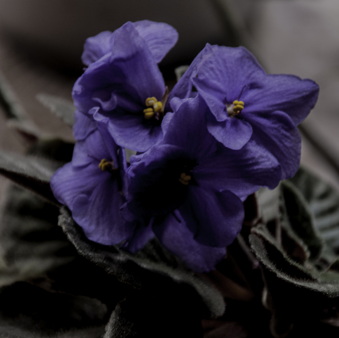 African Violet 2024