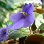 African Violet