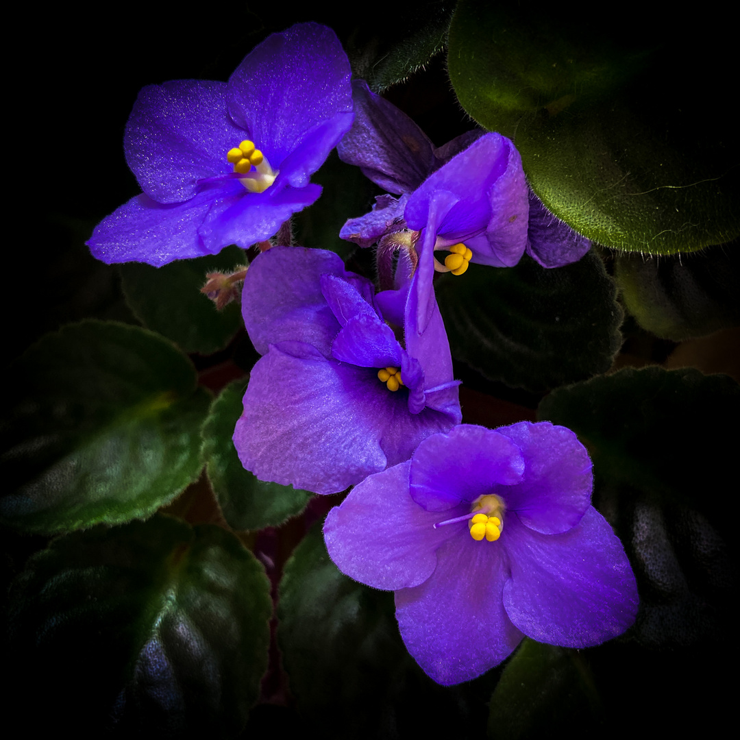 African Violet