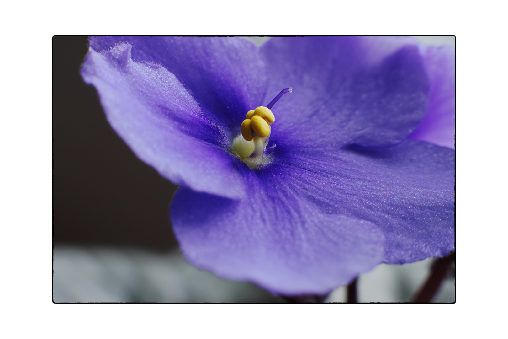  African violets