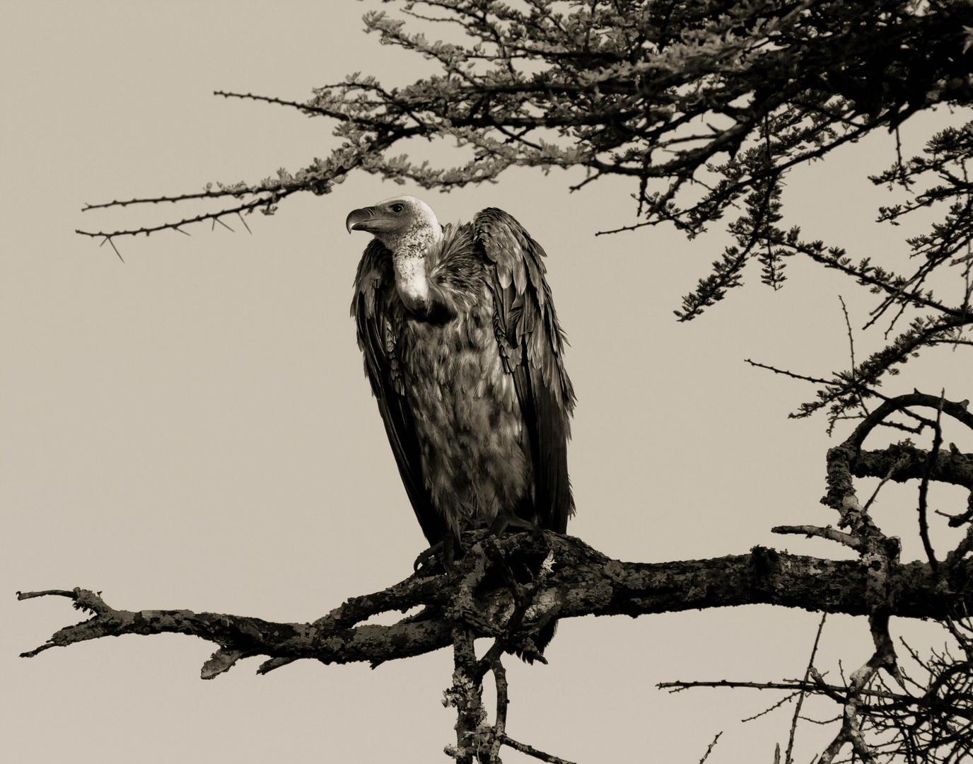 African Vulture, Tanzania