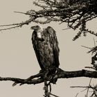 African Vulture, Tanzania