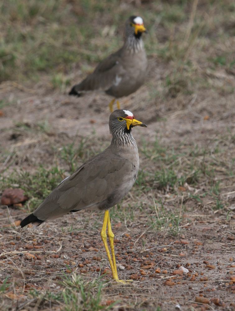 AFRICAN WATTLED PLOVER