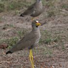 AFRICAN WATTLED PLOVER