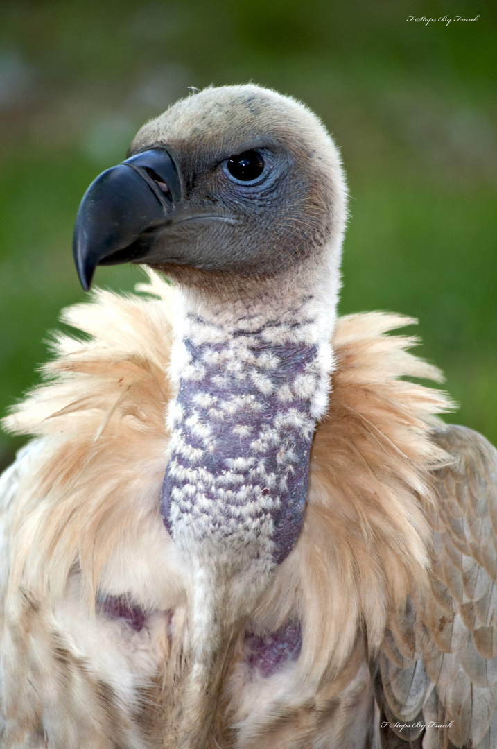 African white backed vulture