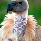 African white backed vulture