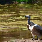 African Whiteback Vulture