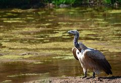 African Whiteback Vulture